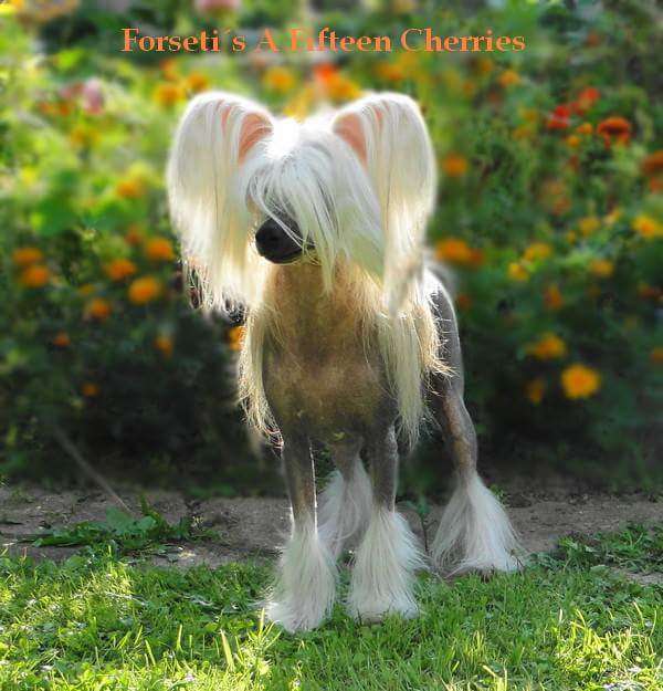 Forseti's A Fifteen Cherries