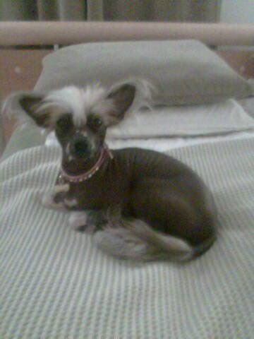 Mirbon's Sofi