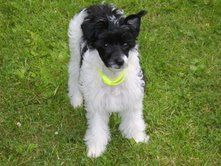 Calibra's Bad Hair Day