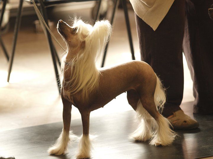 Konishiki A Touch Of Class