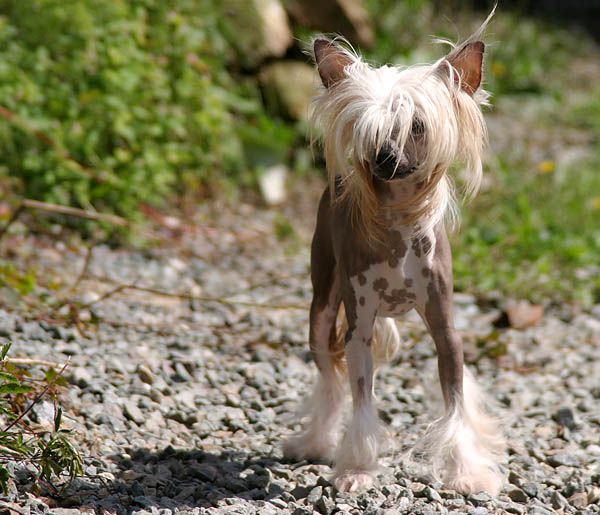 Fairytail's Cindy Lou Who