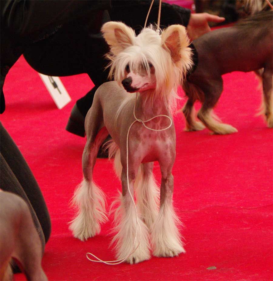 Cha  Cha   z   Gangu  Lysych