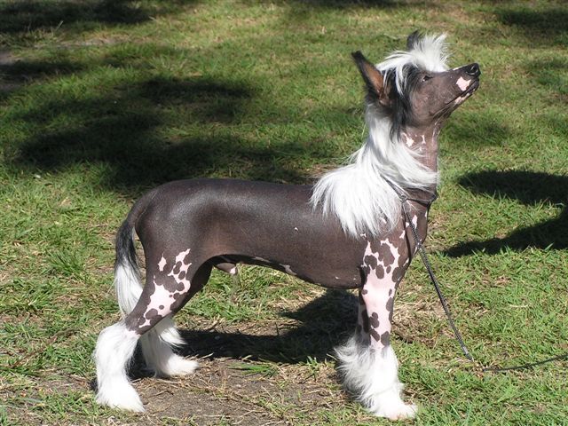 Sherabill Bootylicious