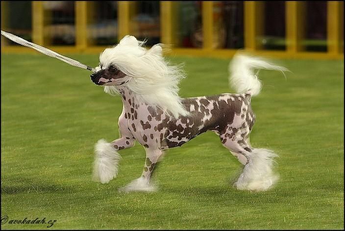 Diane Erien  z Teramonu