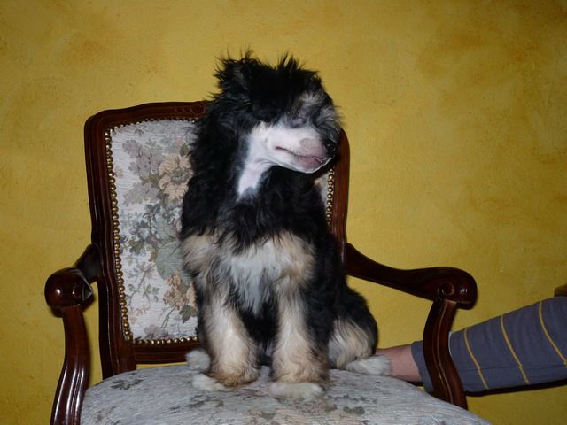 Ulfo  Modry Kvet