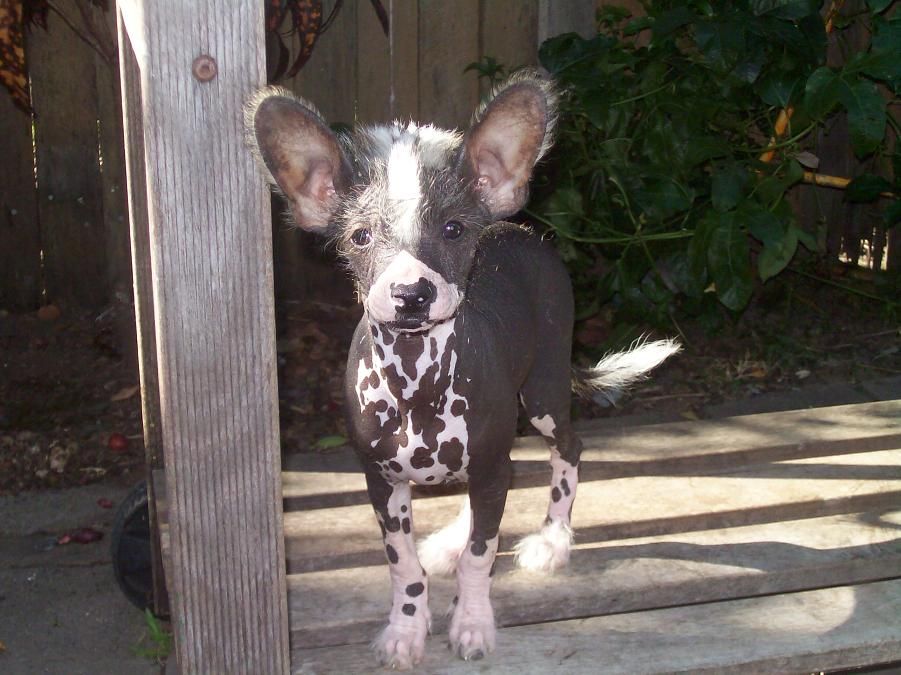 Sherabill Boots N All