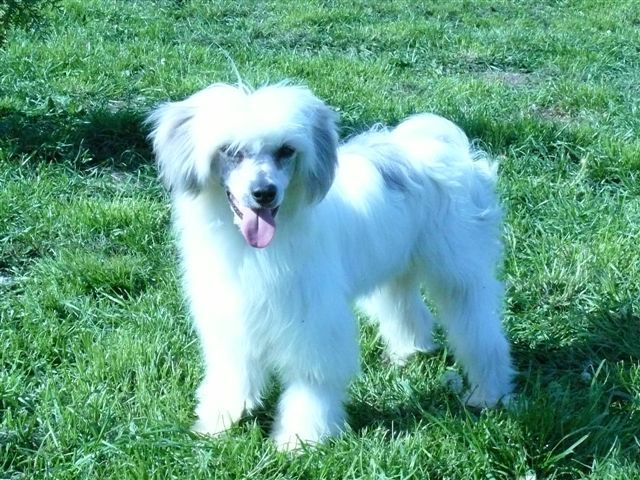 Leonardo Chrustowianki