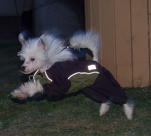 Qu-ya-va's Shimo Olympius