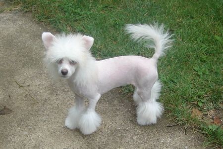 Creekside's Lola 