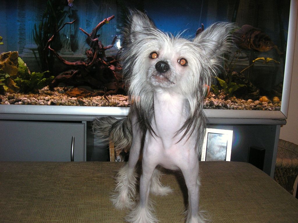 Zlato Dinastii Diorissima D'Elvey