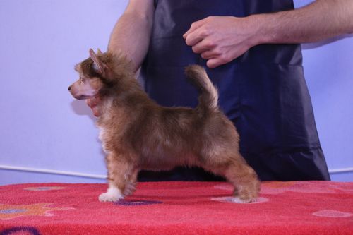 Hop Sa Sa Next Germanika