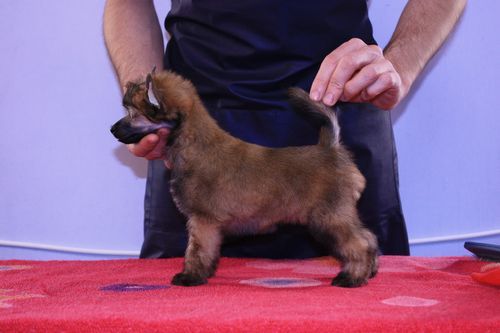 Hej Ho Hej Ho Next Germanika