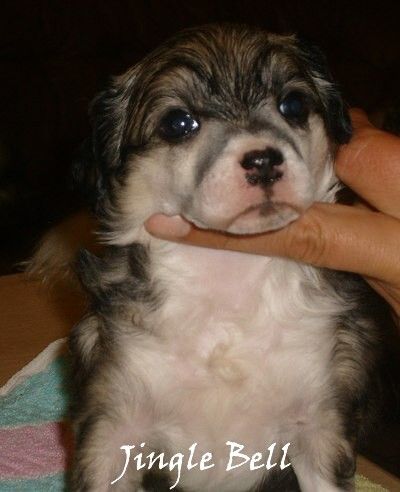 Jingle Bell Garden Roses