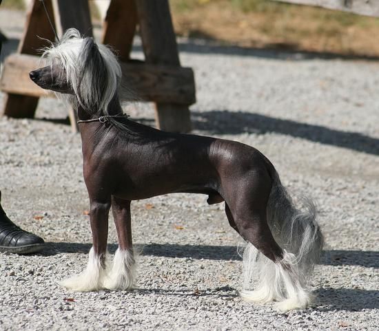 Zhannel's Xtravagant