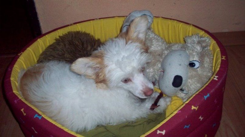 Ayrine-Avaney  Milfra-Moravia