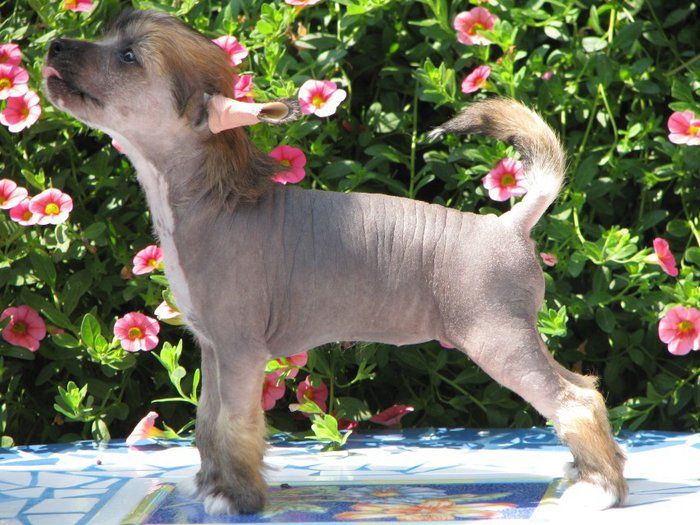 Bosana Rodinna pouta