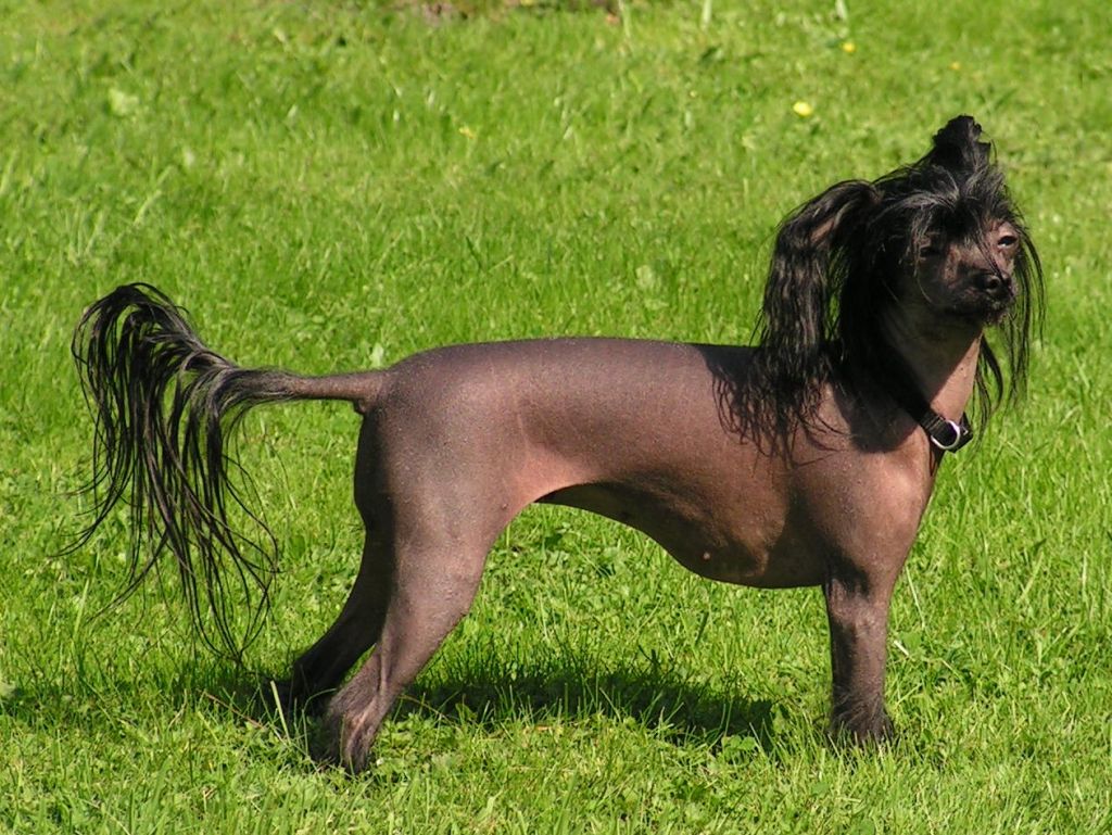 Chin Mala of Laura's home