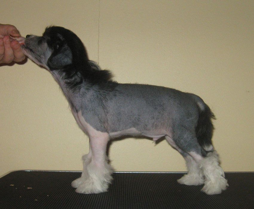 Stormblåstens Undercover Lover