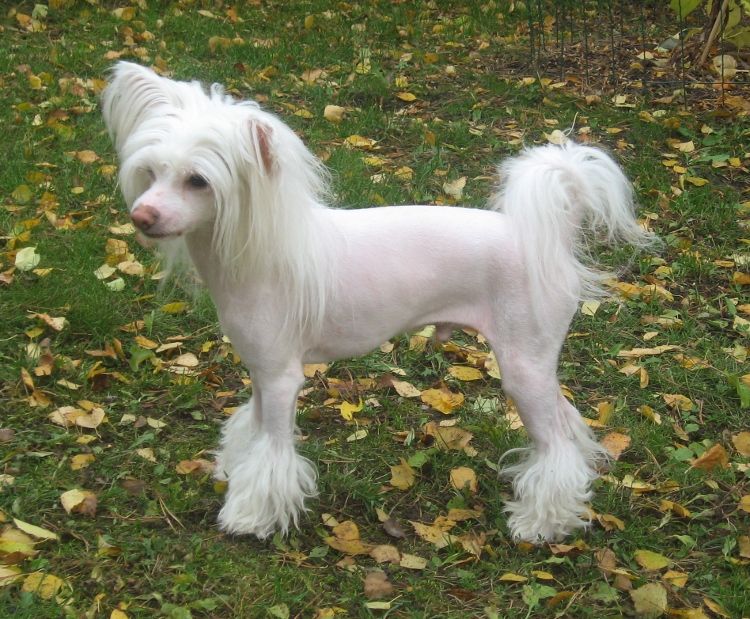 Stormblåstens Urban Legend