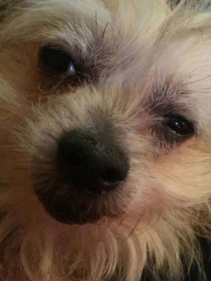 Crestachis Making Me Dizzy