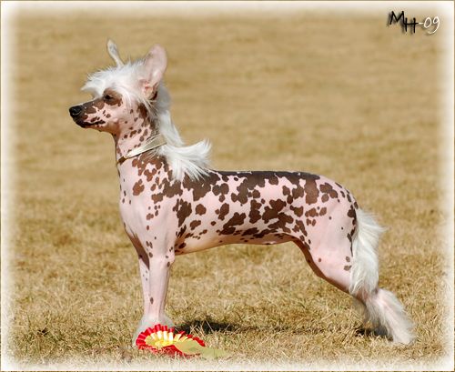 Qu-ya-va's Onah Olympia