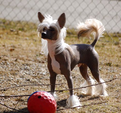 Qu-ya-va's Onyx Olympius