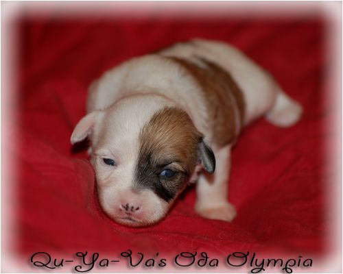 Qu-ya-va's Oda Olympia