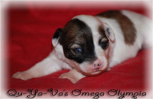 Qu-ya-va's Omega Olympia