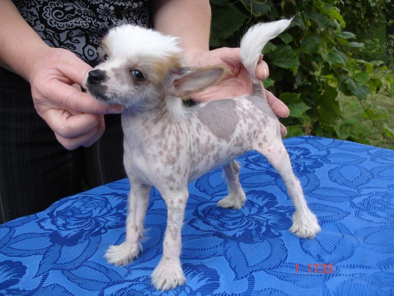 Sonia  z   Gangu Lysych