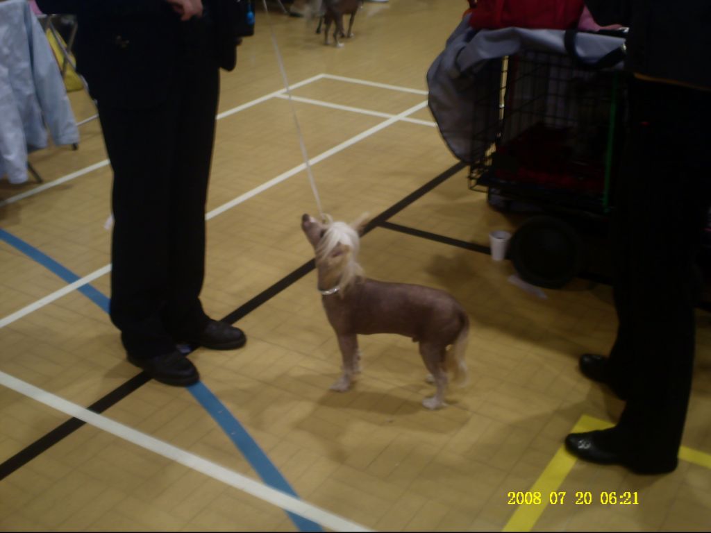 Zerachiel Golden Child at Didbairn