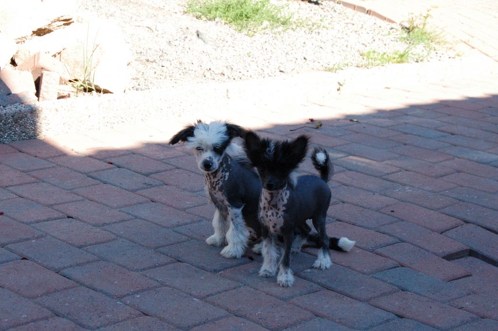 Local Hero's Indian Lady