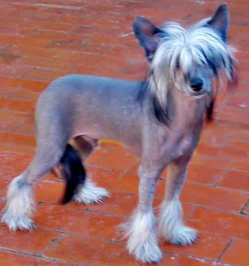 Sakkarra Babylon Dark Assassin