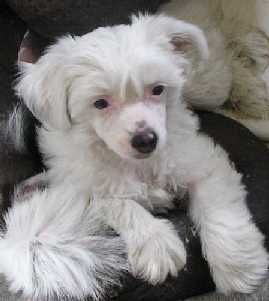 Trollmyren's Kajsa Kavat