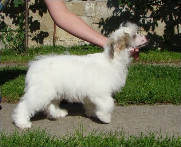 Gastonia Daniela's Genus