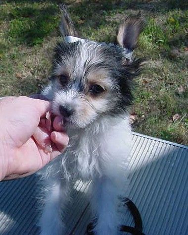 Aces Sakkarra Bonzai 