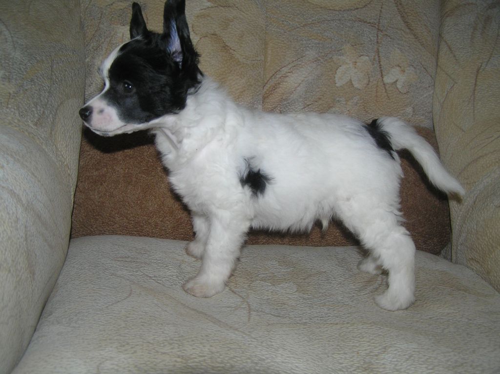 Leon Fleur de Lis Elisey