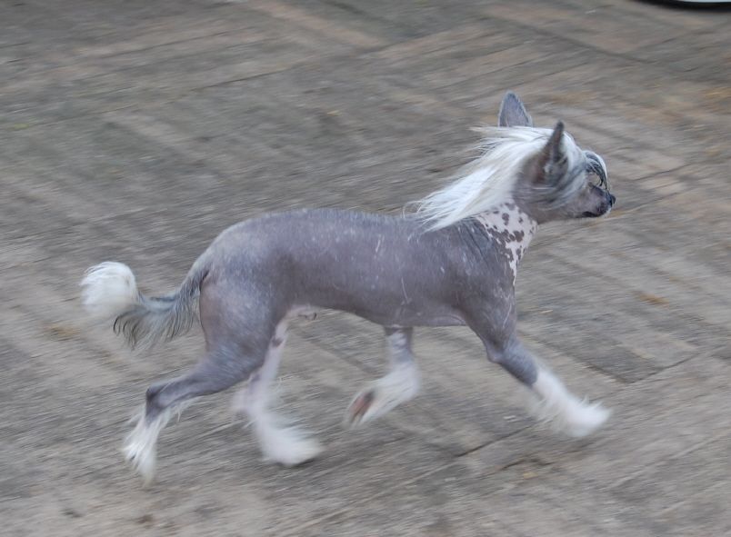 Barbacoma Ondeggiando Solo