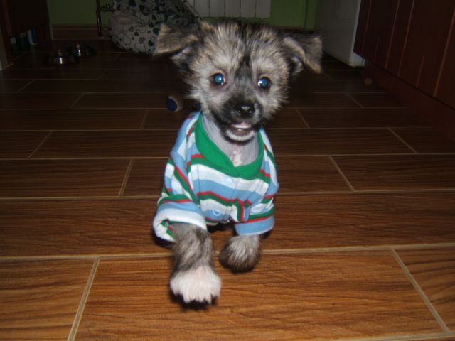 Barbacoma (fci)  Okulele Hawai