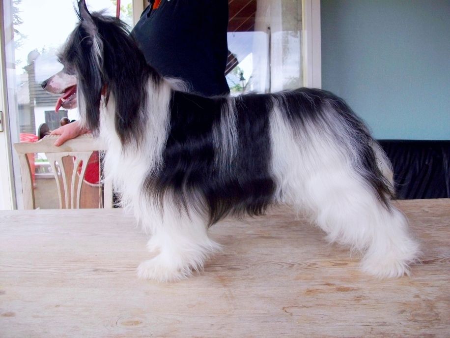 Be My Dog's Jetalito