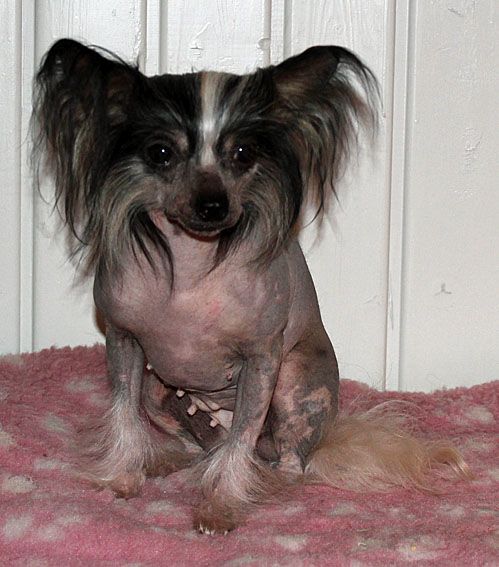 Be My Dog's Juicy Lucy