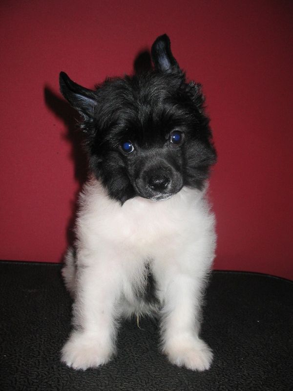 Ozyrys Galus Pastoral