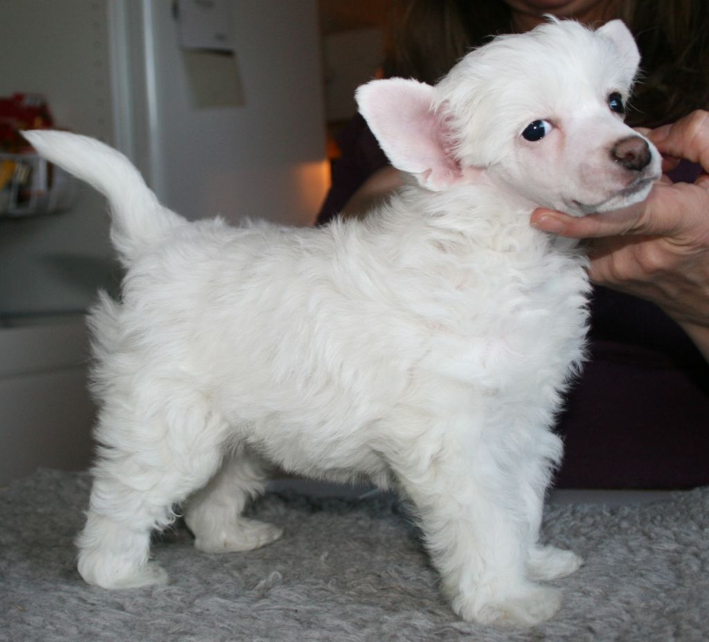 Sindre Samuel Avrina