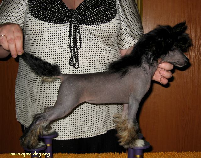 Charuyushaya Noch' iz Jablonevogo Sada