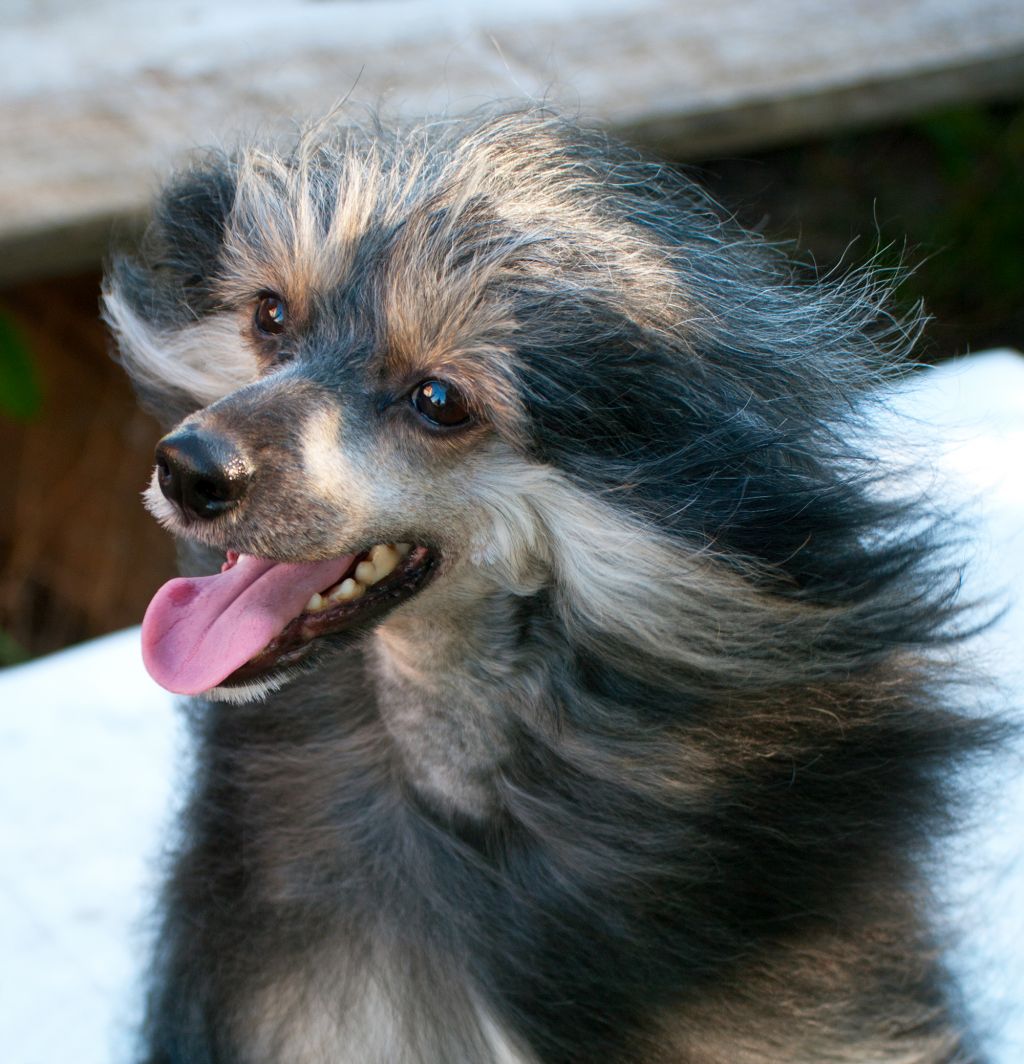 Tsygan iz Yablonevogo Sada