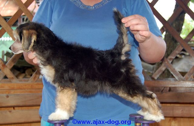 Tsypochka iz Yablonevogo Sada