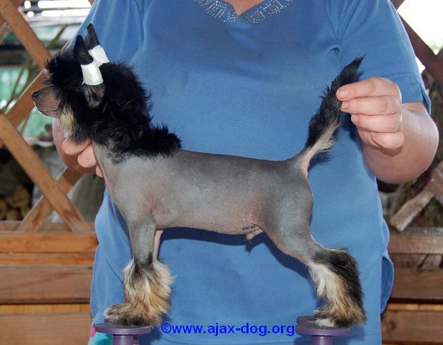 Tsentik iz Yablonevogo Sada