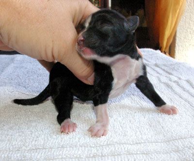 Oriental Jokes Deira