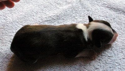 Oriental Jokes Desert Palm