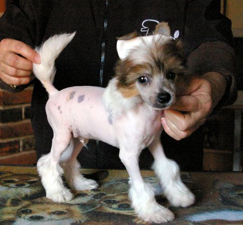 Oriental Jokes Dee Nasty