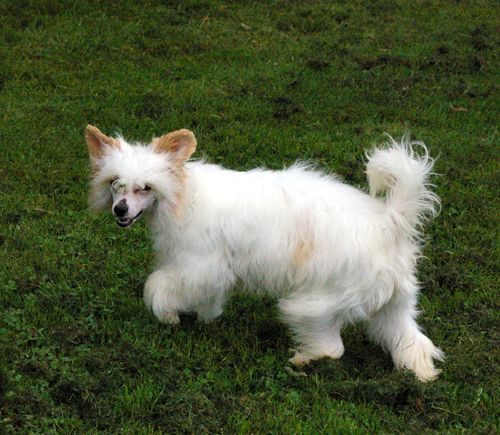 Oriental Jokes Didjay